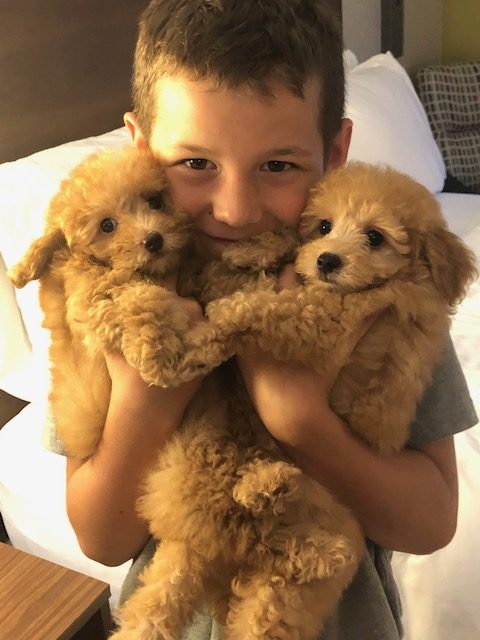 Malipoo LhasaPoo ShihPoo Maltese