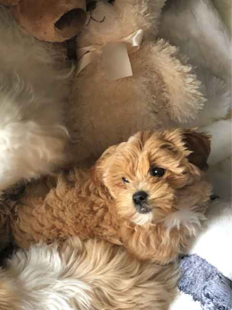 Malipoo LhasaPoo ShihPoo Maltese