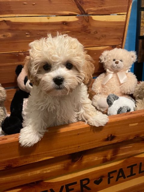 Malipoo LhasaPoo ShihPoo Maltese