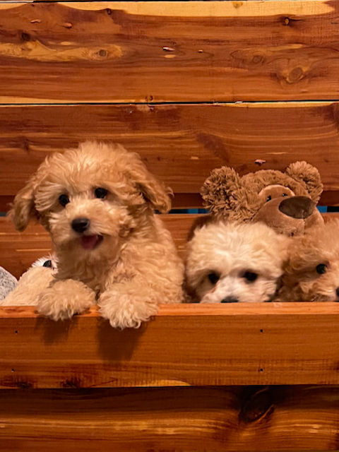 Malipoo LhasaPoo ShihPoo Maltese