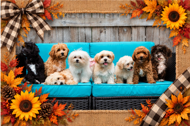 Family Teddy Bears - Fall 2026