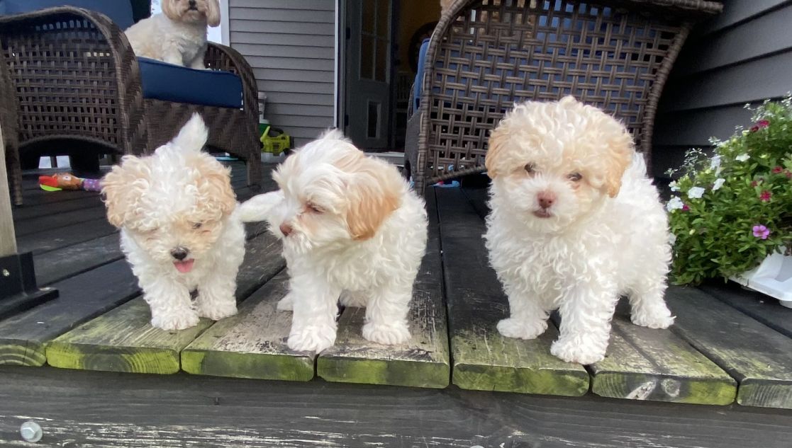 MalShiPoo Boys